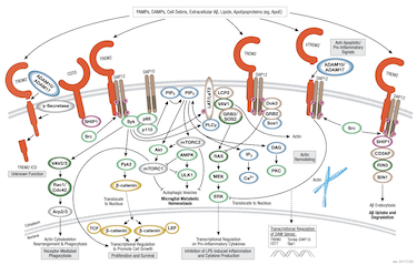 TREM2 Signaling Pathway thumbnail